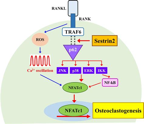 Frontiers Sestrin Regulates Osteoclastogenesis Via The P Traf