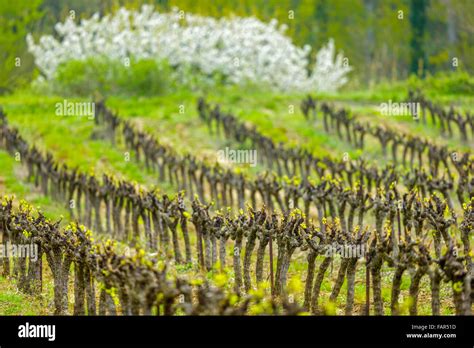 Vigneto In Primavera Immagini E Fotografie Stock Ad Alta Risoluzione