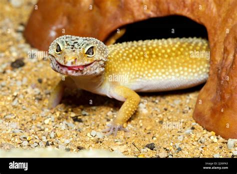 Pet Leopard Gecko Eublepharis Macularius Stock Photo Alamy