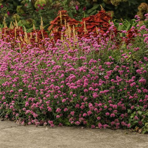 Globe Amaranth | Truffula™ Pink | Proven Winners® Annuals – Proven
