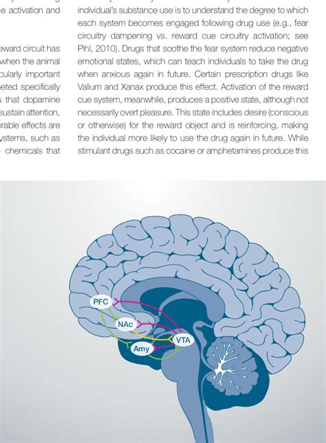 Circuits And Key Regions Involved In The Brain S Reward System Download Scientific Diagram