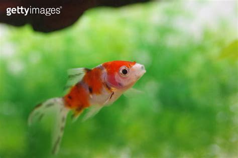 Japanese Shubunkin Goldfish Single Tailed Fancy Goldfish 이미지