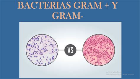 BACTERIAS GRAM NEGATIVAS Y GRAM POSITIVAS DIFERENCIAS YouTube