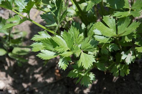 Garten Navi Knollensellerie Apium Graveolens Var Rapaceum