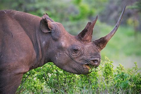 Eastern Black Rhinoceros Diceros Bicornis Michaeli Black Rhinoceros