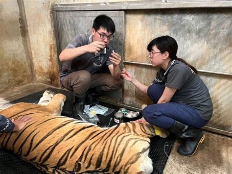 新竹動物園孟加拉虎「六福」睡夢中離世！得年18歲 園方曝光死因 Ettoday寵物雲 Ettoday新聞雲