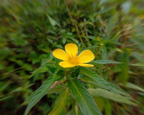 Ramgoat Dashalong Turnera Ulmifolia India September Flickr