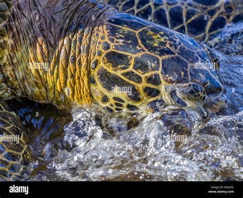 Green Sea Turtle On Maui Hawaii Stock Photo Alamy