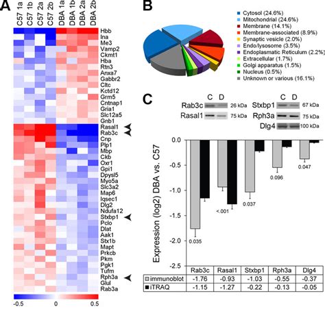 Strain Expression Differences In The Hippocampal Synaptic Proteome A