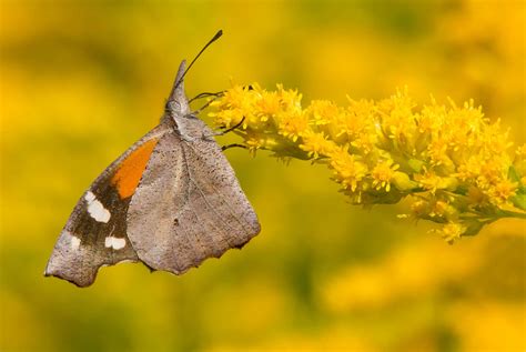 American Snout Butterfly - Libytheana carinenta