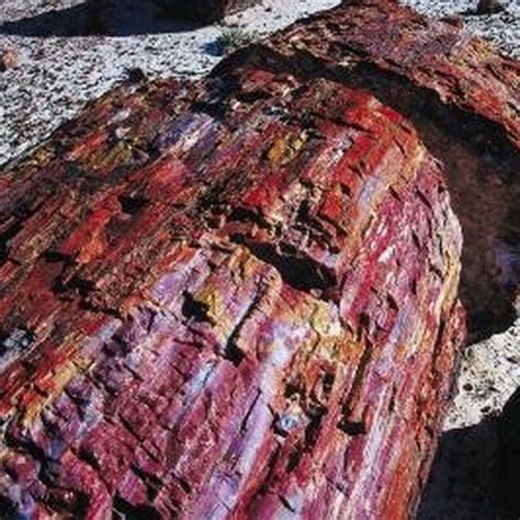 How To Identify Types Of Petrified Wood Petrified Wood Wood Buy Wood