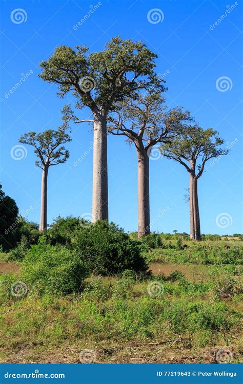 Baobab African Baobab Tree In Zimbabwe South Africa Royalty Free Stock