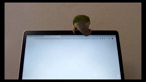 Captain GlasgowParrot using the computer