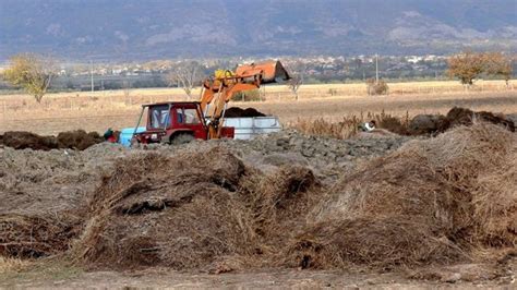 Los Cultivos Etéreos Oleaginosos En Bulgaria Se Reorientan De La