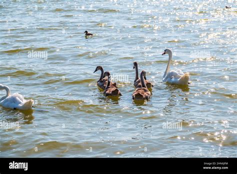 Ein Weiblicher Stummer Schwan Cygnus Olor Der Auf Einem See Mit