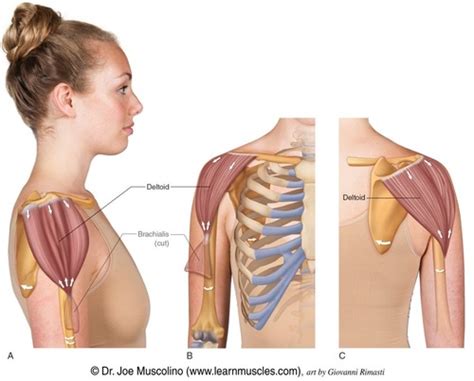 Shoulder Joint Muscles Origin And Insertions Flashcards Quizlet