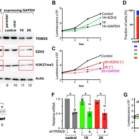 Expression Of Krab Domain Has Minimal Effect In Mcf10a And Hek293t