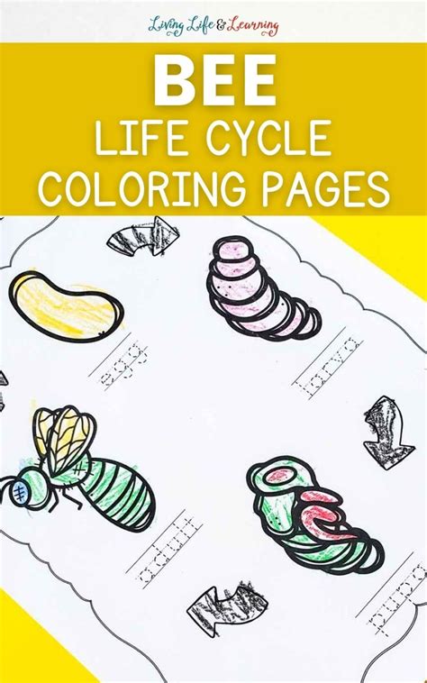 Bee Life Cycle Coloring Pages