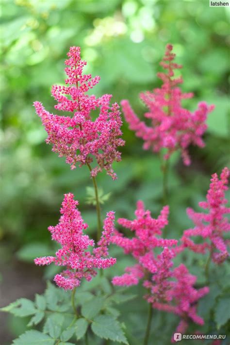 Астильба японская Кёльн (Astilbe japonica Koln) - «Прекрасный сорт ...