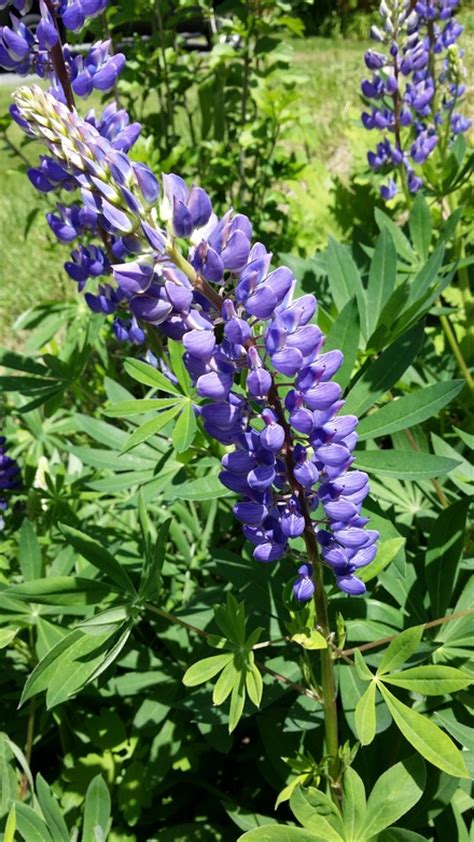 Lupines in sunshine Free Photo Download | FreeImages