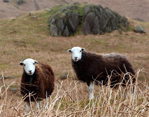 Cumbrian Sheep Herdwick Lake - Free photo on Pixabay - Pixabay