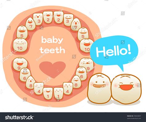 Vector Illustration Baby Teeth First Teeth Stock Vector 78943897