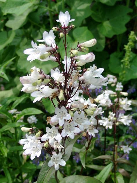 Stauden Stade Versand Shop Penstemon Digitalis Husker Red