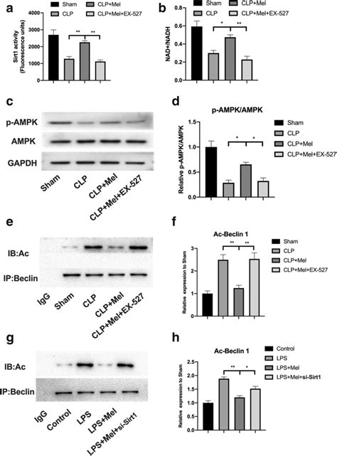 Inhibition Of Sirt1 Activity Decreased The Effect Of Melatonin On Download Scientific Diagram