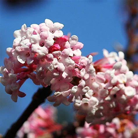 Viburnum bodnantense Dawn Viorne d hiver à floraison très parfumée