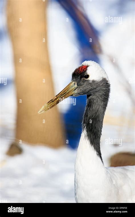 The Red Crowned Crane Grus Japonensis Also Called The Japanese Crane