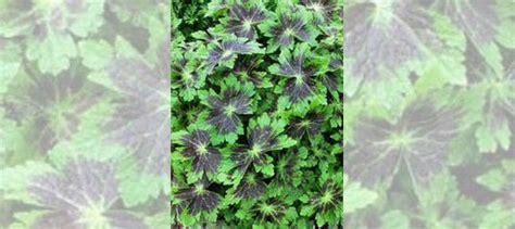 Герань садовая многолетняя купить в Москве | Товары для дома и дачи | Авито