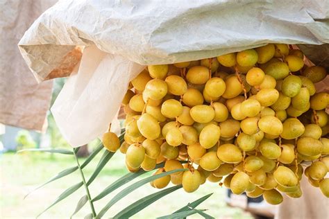 Barhi Dates Palm Frutos Amarelos No Saco Nos Cachos No Jardim De Frutas