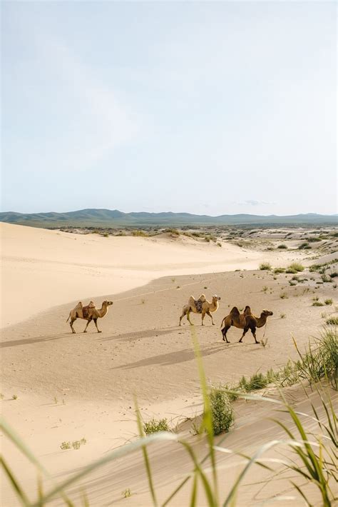 Gobi Desert Plants | CorrectMongolia