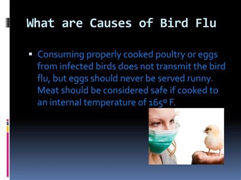 Ppt The Bird Flu Powerpoint Presentation Free Download Id 7105511