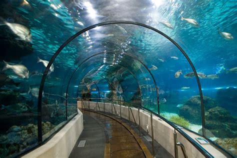 Ingressos Para O Aquarium De Barcelona 2024 Dicas De Barcelona