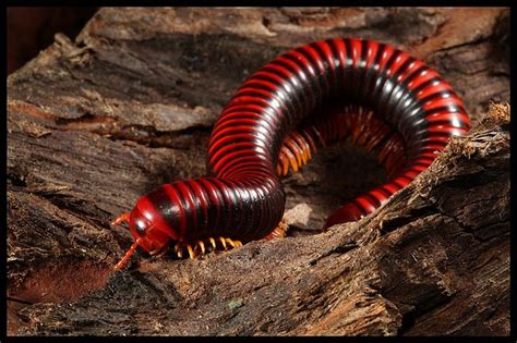 Madagascan Fire Millipede | Millipede, Arthropods, Arachnids