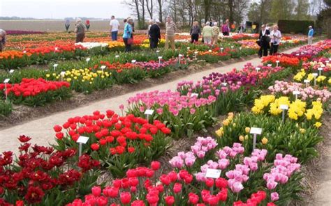 Visit The Tulip Festival In Holland Tulip Festival Bulb Flowers