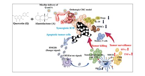 Nanoformulated Codelivery Of Quercetin And Alantolactone Promotes An