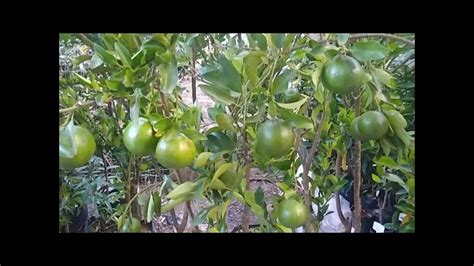 Frut Feras Produzindo Em Vaso Atemoia Jabuticaba Branca Sabar Goiaba