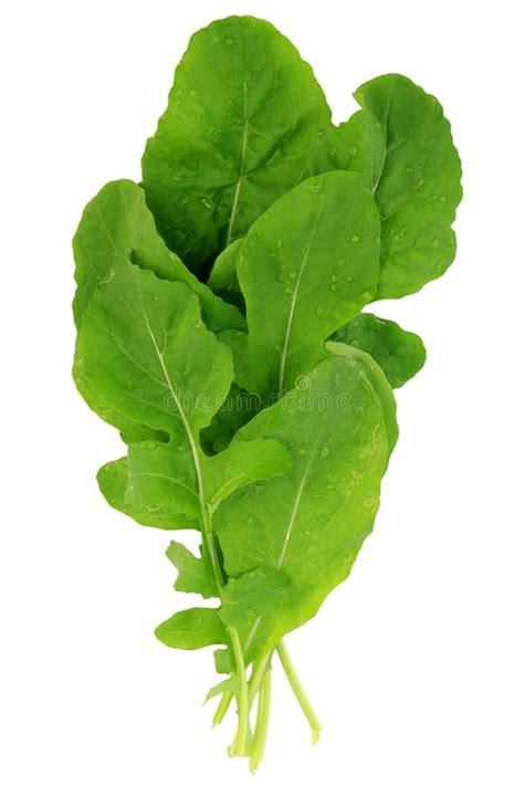 Isolated rocket herbs stock photo. Image of natural, closeup - 11543758