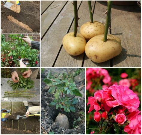 How To Grow Roses In Potatoes Wonderfuldiy