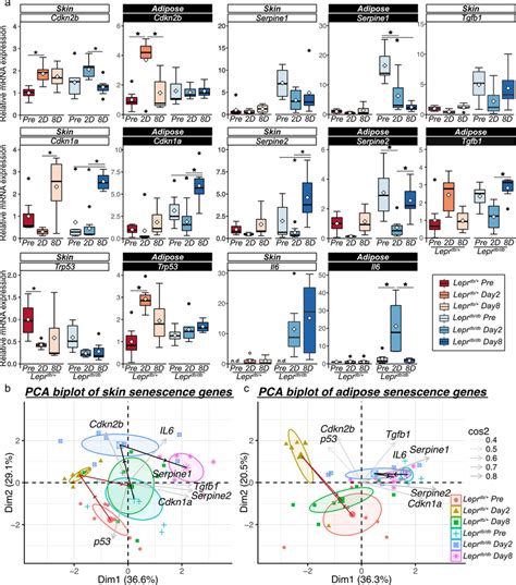 Cellular Senescence In Subcutaneous Adipose Tissue During Wound Healing