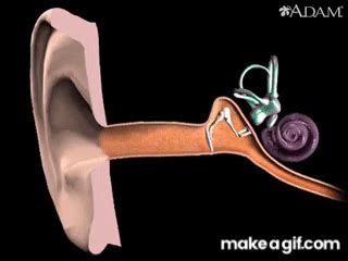 How Hearing Works Video Process Of Hearing Animation Function