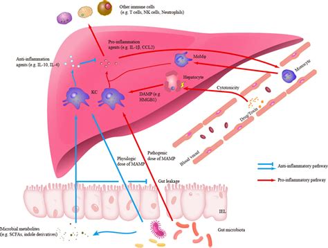 Frontiers Crosstalk Between Liver Macrophages And Gut Microbiota An