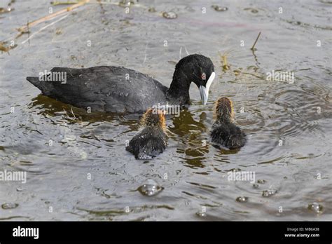 An Eurasian Coot Fulica Atra Feeding Its Chicks By Neil Hawkins Park