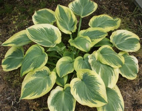 Hostas by Type | Sun Tolerant, Slug Resistant, Fragrant, Ground Cover ...