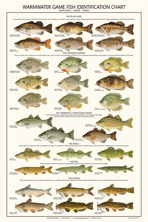 Warmwater Gamefish Poster Identification Chart And Sport Fisherman S