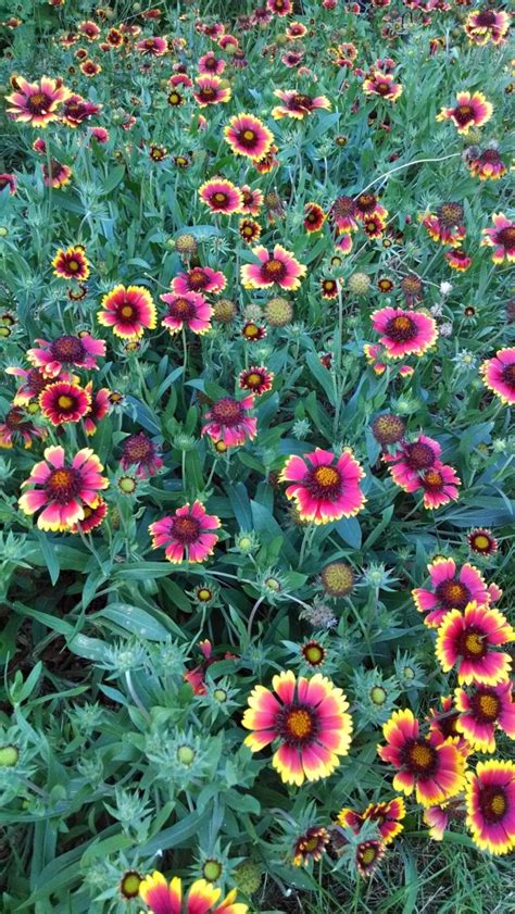 Blanket Flower Seeds Certified Organic Garden Hoard Certified