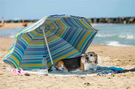 Waves, Wags, and Wet Noses: Beach Day Must-Haves for Dogs – Joyride Harness