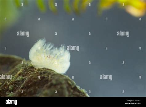 Freshwater Moss Animal Stock Photo Alamy